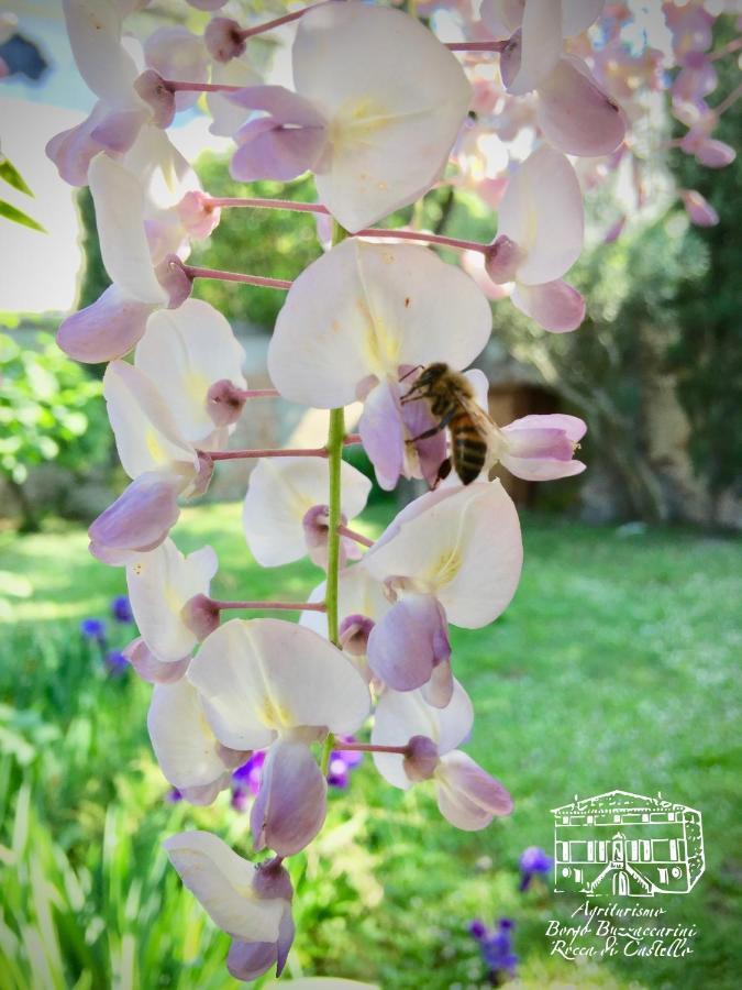 מונסליצ'ה Agriturismo Borgo Buzzaccarini Rocca Di Castello מראה חיצוני תמונה